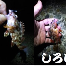 ガシラがよく釣れました。